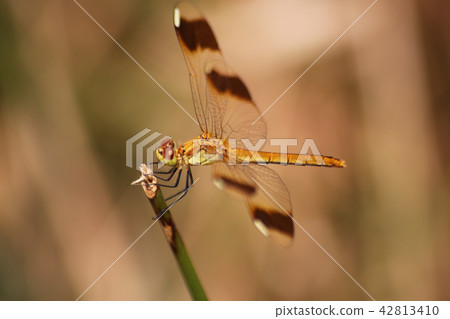 Miyama Macane Miyama Macane 42813410