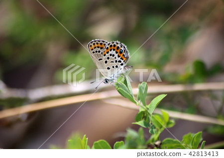 Affiliation Affiliation 42813413