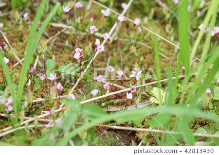 起重機竹林 起重機竹林 42813430