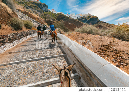Tourists on donkeys climb the stairs, Fira, Santorini 42813431