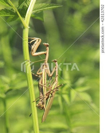 螳螂交配 42813702