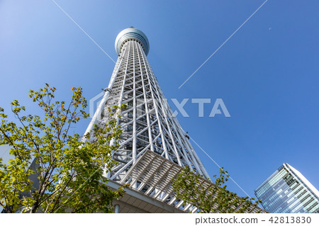 天空樹 天空樹 42813830