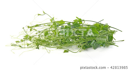 Ivy Gourd on whaite background 42813985