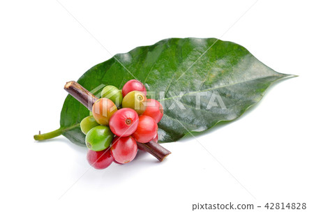coffee beans on white background. 42814828