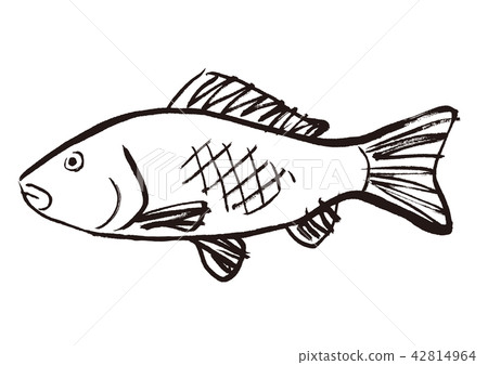 鯉魚水彩畫 42814964