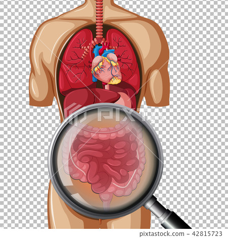 Human anatomy of intestine 42815723