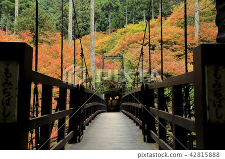 秋葉在京都 秋葉在京都 42815888