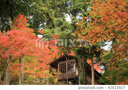 秋葉在京都 秋葉在京都 42815927