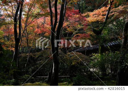 Autumn leaves in Kyoto 42816015