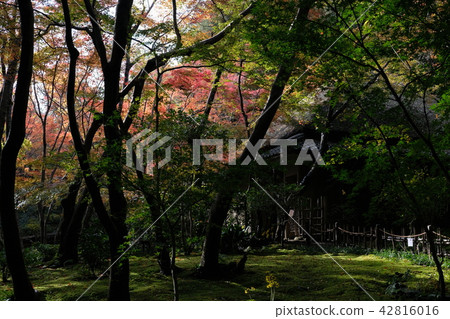 秋葉在京都 42816016