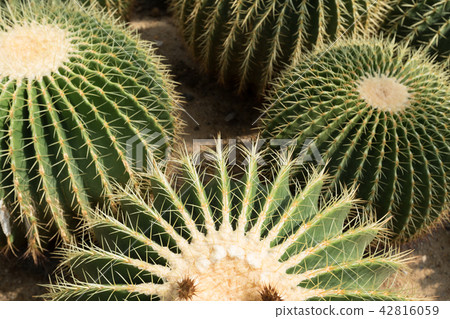closeup of ball cactus in growth at garden 42816059