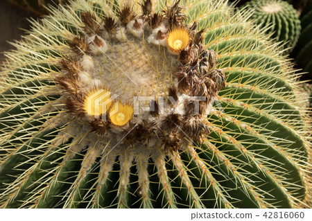 closeup of ball cactus in growth at garden 42816060