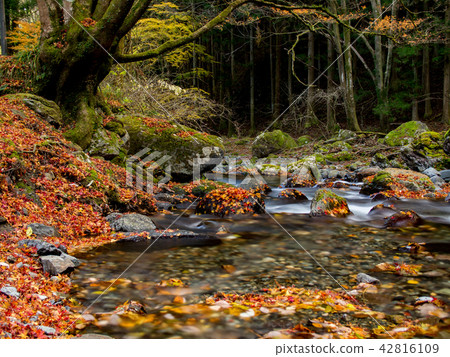 Late autumn Kiryu River and fallen leaves 42816109