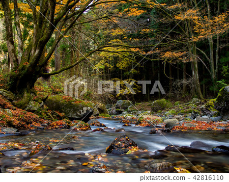 Late autumn Kiryu River and fallen leaves 42816110