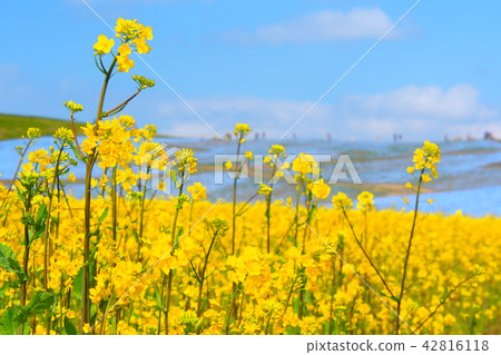 Nanohana and Nemophila field 42816118