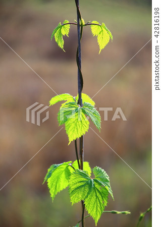 Fresh green vine leaf Fresh green vine leaf 42816198