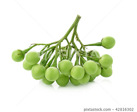 Solanum torvum on white background 42816302