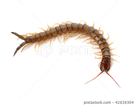 centipede on white background centipede on white background 42816304