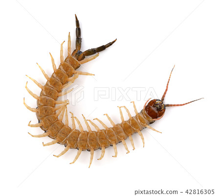 centipede on white background centipede on white background 42816305