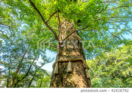 東京港區赤坂的天然紀念物冰川神社的銀杏 東京港區赤坂的天然紀念物冰川神社的銀杏 42816782