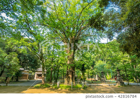 自然寶藏冰川神社的銀杏 自然寶藏冰川神社的銀杏 42816784