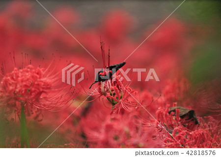 與死的葉子的Higanbana花 與死的葉子的Higanbana花 42818576