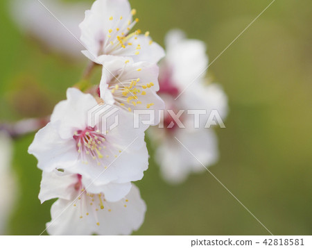 Close-up of Chishimasakura flowers in full bloom 42818581