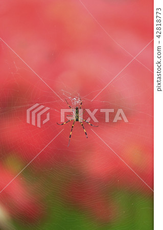 Cluster amaryllis Cluster amaryllis 42818773