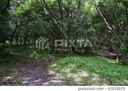 Tachida山森林森林 42819019