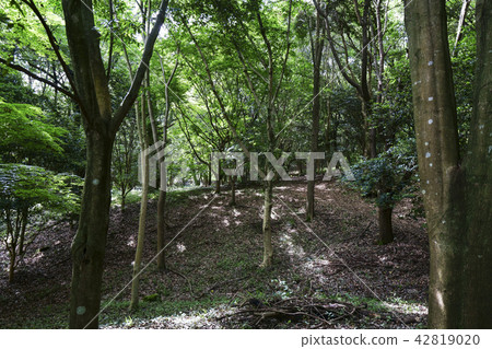 Tachida山森林森林 Tachida山森林森林 42819020