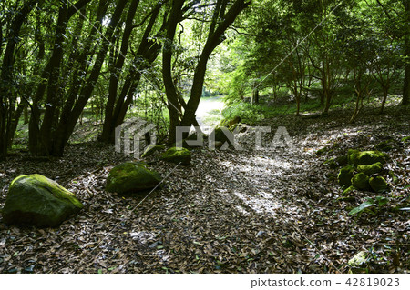 Tachida山森林森林 Tachida山森林森林 42819023