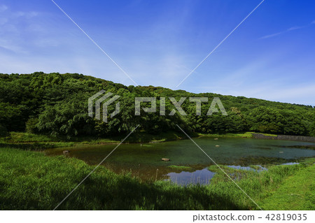 Tachida山森林森林 42819035