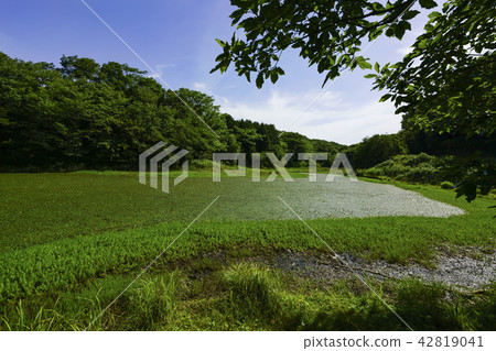 Tachida山森林森林 42819041