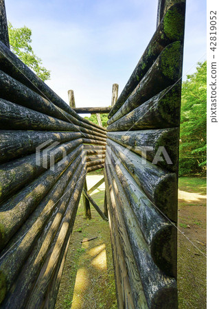 Tachida mountain forest forest 42819052