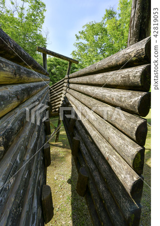 Tachida mountain forest forest 42819053