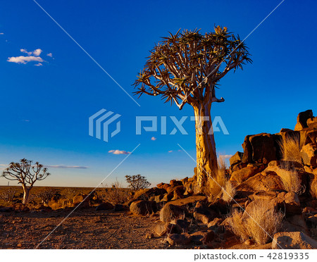 Quivertrees are unique to Namibia 42819335