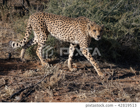 Cheetah walks slowly across desert scrub Cheetah walks slowly across desert scrub 42819513