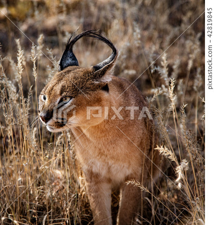 Carolol cat looks scans his surroundings 42819845
