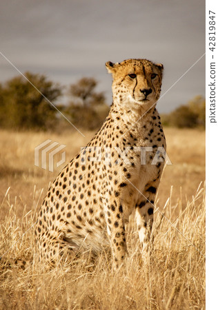 Adult cheetah sits up scans his surroundings 42819847
