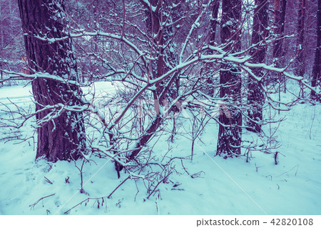 Winter landscape. Pine forest covered with snow 42820108