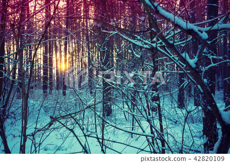 Snowy winter forest in evening during sunset 42820109