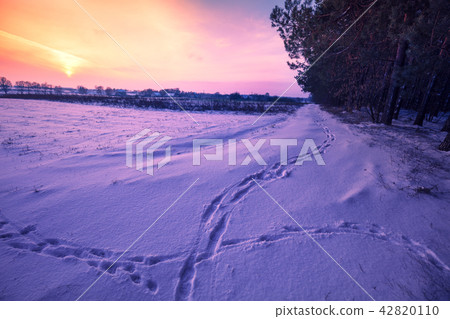 Snowy winter field at sunset light Snowy winter field at sunset light 42820110