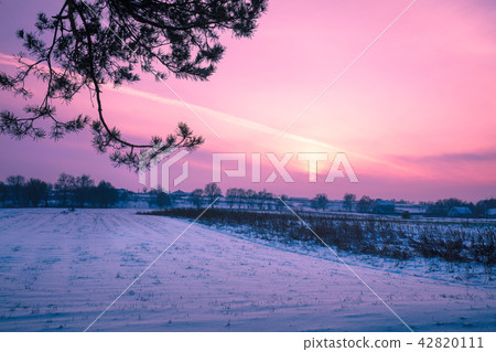 Snowy winter field at sunset light 42820111