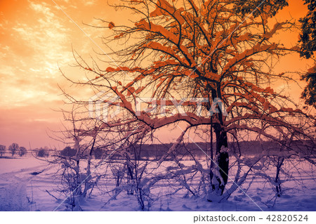 Snowy winter landscape. Field with trees at sunset 42820524