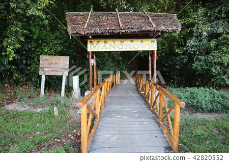 Mangrove Tour Mangrove Tour 42820552