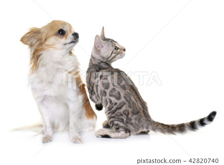 silver bengal kitten and chihuahua 42820740