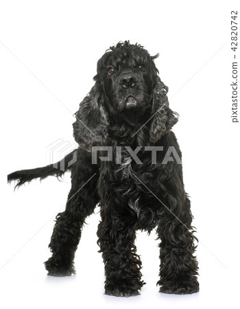 black american cocker 42820742