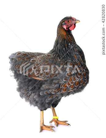 blue laced wyandotte 42820830