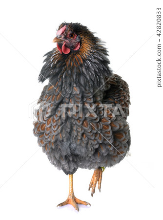 blue laced wyandotte 42820833