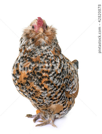 Barbu d'Anvers in studio 42820878